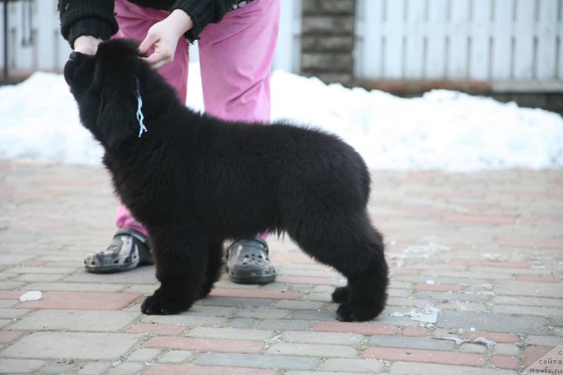 Фото: ньюфаундленд Geneva Moon Bear