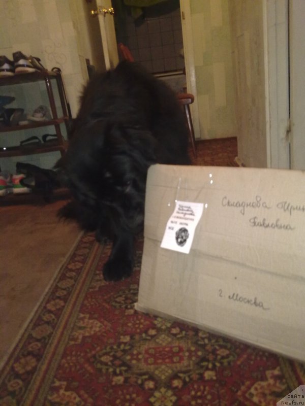 Фото: ньюфаундленд Chernyj Chank s Berega Dona (Черный Чанк с Берега Дона)