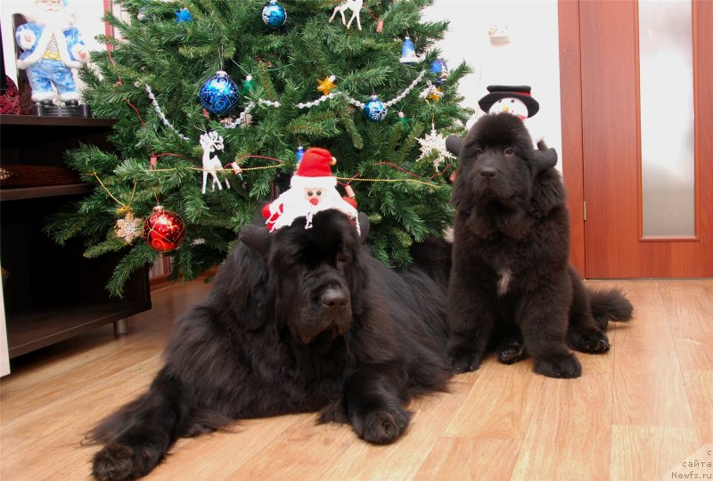 Фото: ньюфаундленд Formula Lyubvi ot Sibirskogo Medvedya (Формула Любви от Сибирского Медведя), ньюфаундленд Geneva Moon Bear