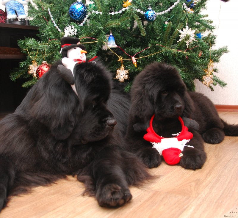 Фото: ньюфаундленд Formula Lyubvi ot Sibirskogo Medvedya (Формула Любви от Сибирского Медведя), ньюфаундленд Geneva Moon Bear