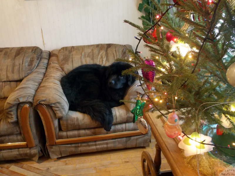 Фото: ньюфаундленд Lepestok Lilii (Лепесток Лилии)