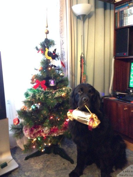 Фото: ньюфаундленд Chernyj Chank s Berega Dona (Черный Чанк с Берега Дона)