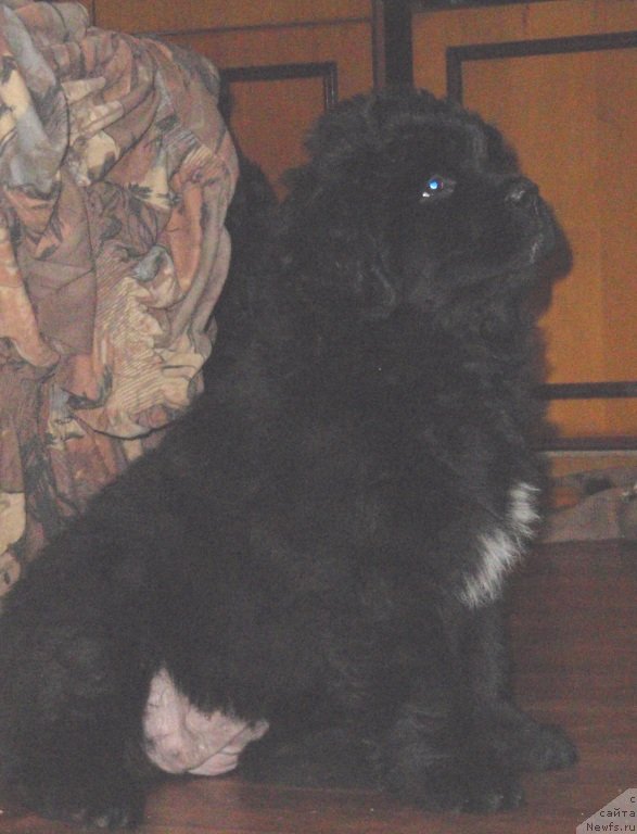 Фото: дочь, ньюфаундленд Krasota Nezemnaya s Berega Dona (Красота Неземная с Берега Дона)