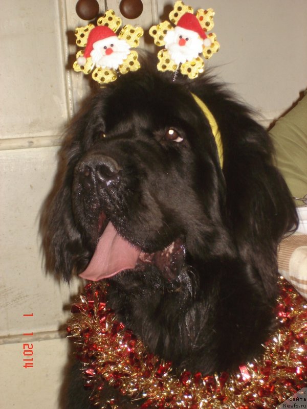 Фото: ньюфаундленд Smigar Galaxsy Shall Win (Смигар Галакси Шелл Вин)