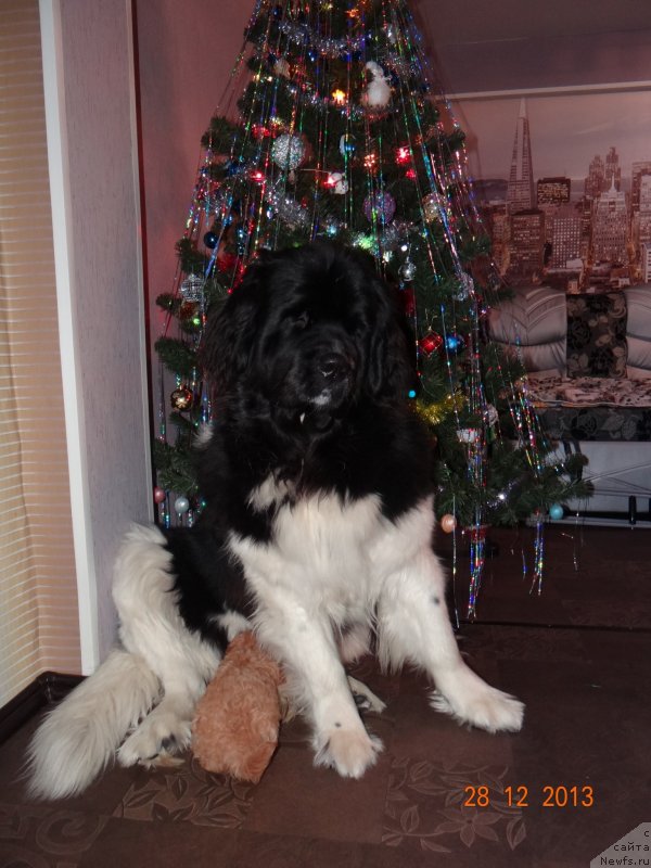 Фото: ньюфаундленд Fiamettahauz Pretti Drim (Фиаметтахауз Претти Дрим)