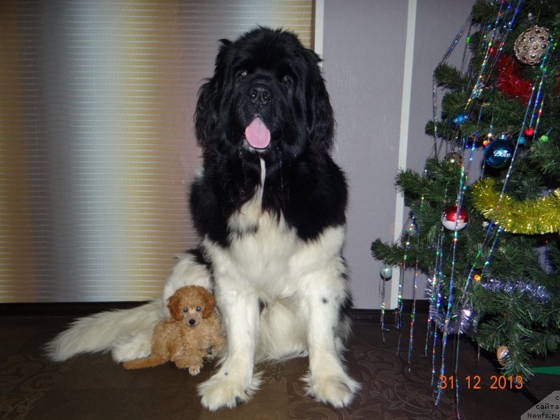 Фото: ньюфаундленд Fiamettahauz Pretti Drim (Фиаметтахауз Претти Дрим)