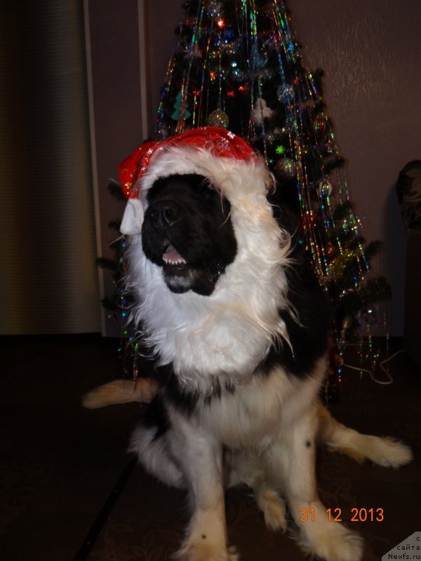 Фото: ньюфаундленд Fiamettahauz Pretti Drim (Фиаметтахауз Претти Дрим)