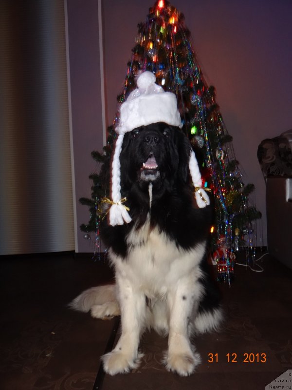 Фото: ньюфаундленд Fiamettahauz Pretti Drim (Фиаметтахауз Претти Дрим)