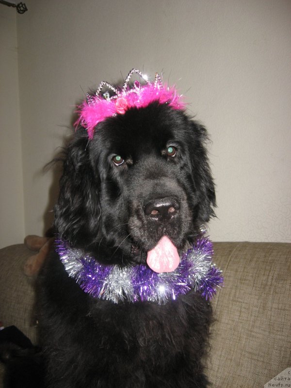 Фото: ньюфаундленд N'yufort Hold Mi Klouz (Ньюфорт Холд Ми Клоуз)