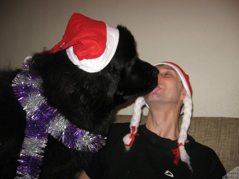 Фото: ньюфаундленд N'yufort Hold Mi Klouz (Ньюфорт Холд Ми Клоуз)