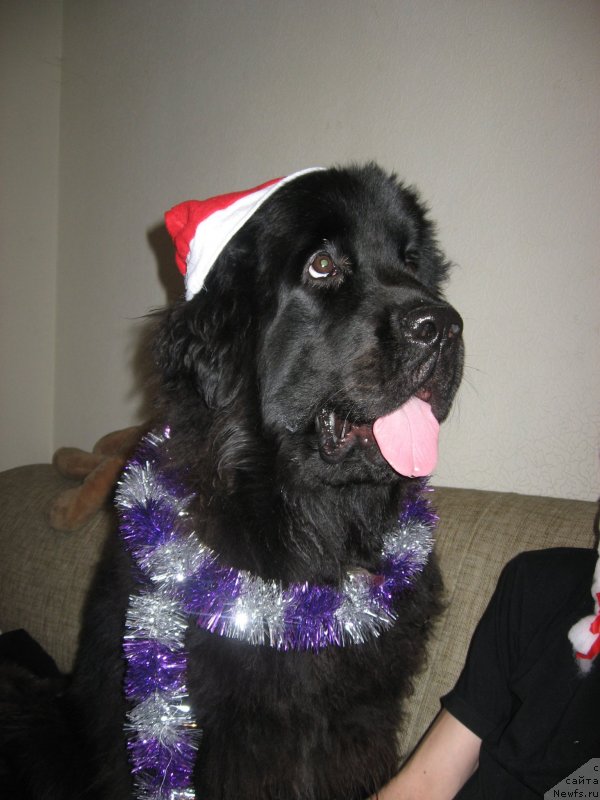 Фото: ньюфаундленд N'yufort Hold Mi Klouz (Ньюфорт Холд Ми Клоуз)