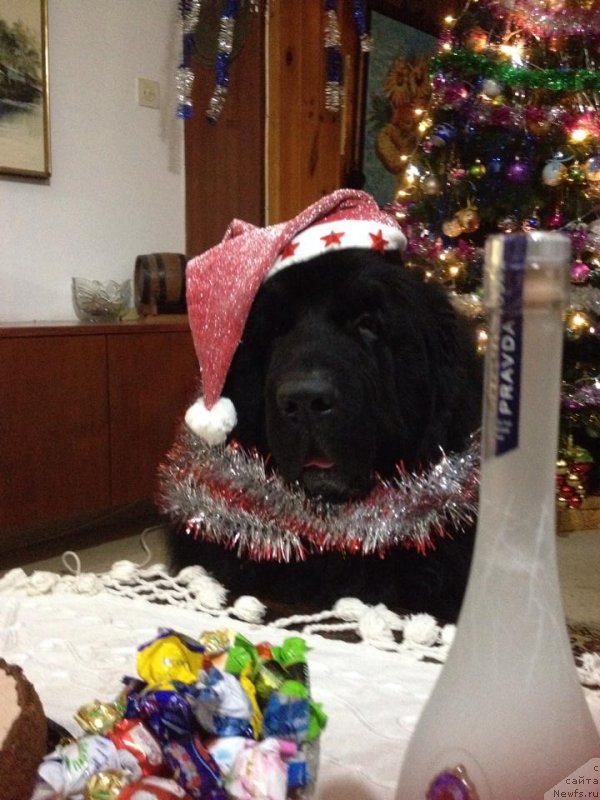 Фото: ньюфаундленд Pitern'yuf CHao-Kakao (Питерньюф Чао-Какао)