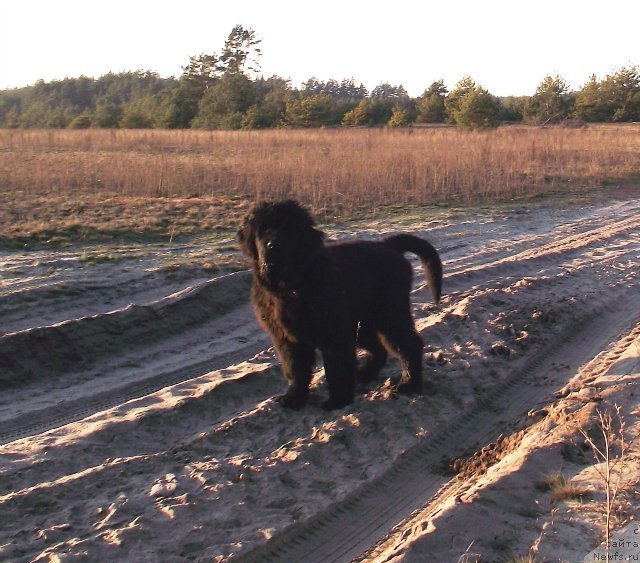 Фото: ньюфаундленд Super Premium Overtaking is Forbidden (Супер Премиум Овертакинг ис Форбидден)