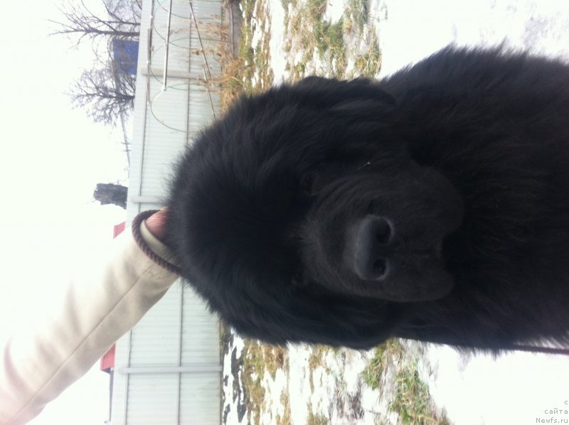 Фото: ньюфаундленд Sent Djons YUkatan (Сент Джонс Юкатан)