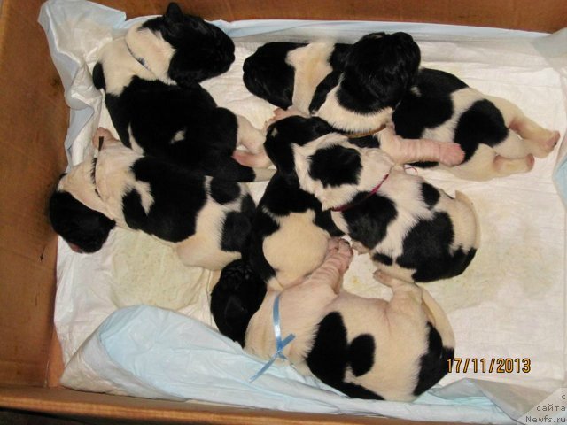 Фото: Дети от, [d11132] и, ньюфаундленд Plyushevaya Panda Stil'-Sankt-Peterburga (Плюшевая Панда Стиль-Санкт-Петербурга)