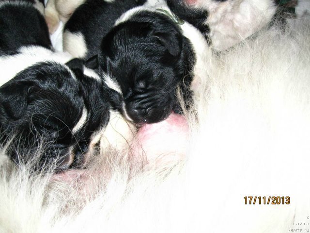 Фото: Дети от, [d11132] и, ньюфаундленд Plyushevaya Panda Stil'-Sankt-Peterburga (Плюшевая Панда Стиль-Санкт-Петербурга)