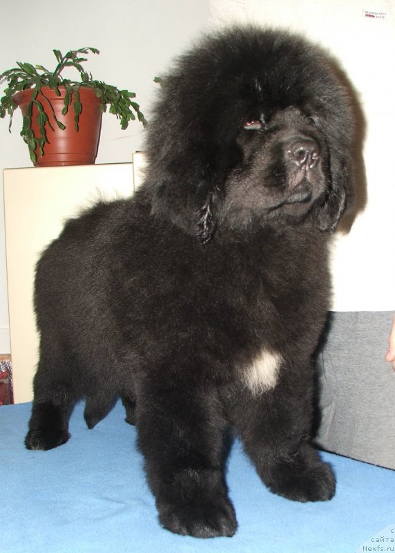 Фото: ньюфаундленд Plushevaya Panda Emporio Еlegans (Плюшевая Панда Эмпорио Элегансе)