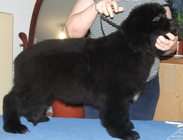 Фото: ньюфаундленд Plushevaya Panda Emporio Еlegans (Плюшевая Панда Эмпорио Элегансе)