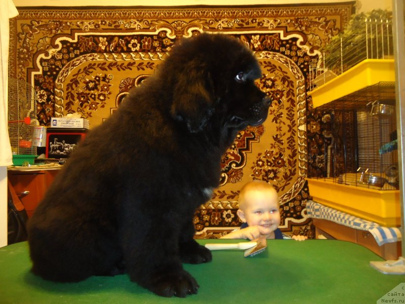 Фотография № 142399