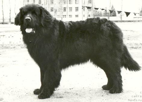 Фото: ньюфаундленд Teodor Baness Ugr (Теодор Банесс Угр)