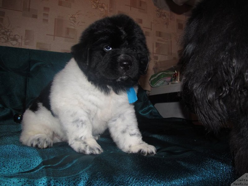 Фото: Щенок, ньюфаундленд Bernardette Sonata Luna Super Mishka, ньюфаундленд Plyushevaya Panda Stil'-Sankt-Peterburga (Плюшевая Панда Стиль-Санкт-Петербурга)