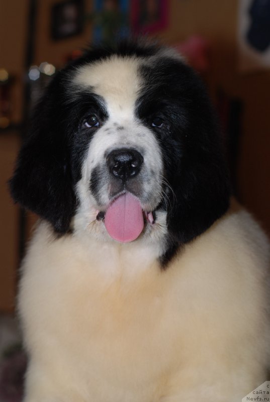 Фото: ньюфаундленд Flyufi Avalanch Privilegiya (Флюфи Аваланч Привилегия)