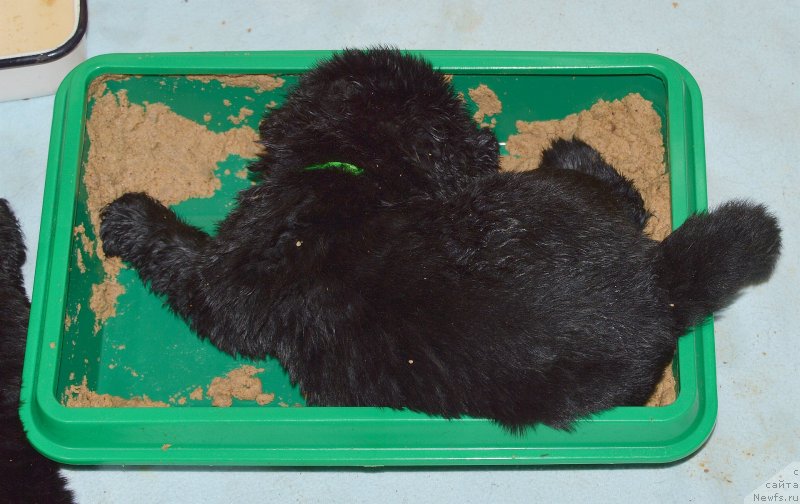 Фото: ньюфаундленд Aquatoriya Kelvin Kadril (Акватория Келвин Кадриль)