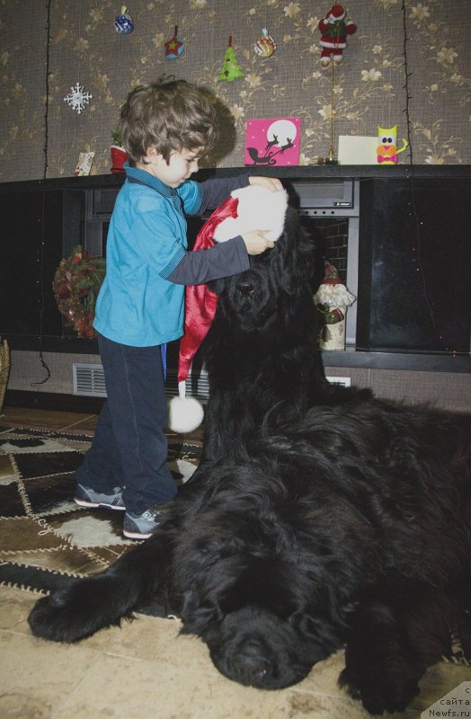 Фото: ньюфаундленд Dar Svezy Bona Fides (Дар Свезы Бона Фидес), ньюфаундленд Aquatoria Kelvin Ultramodern (Акватория Келвин Ультрамодерн)