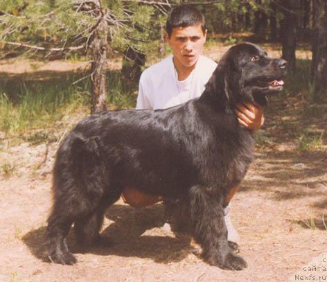 Фото: ньюфаундленд Potap Agidel' (Потап Агидель)