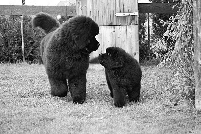 Фото: ньюфаундленд Guy of Hope Moon Bear