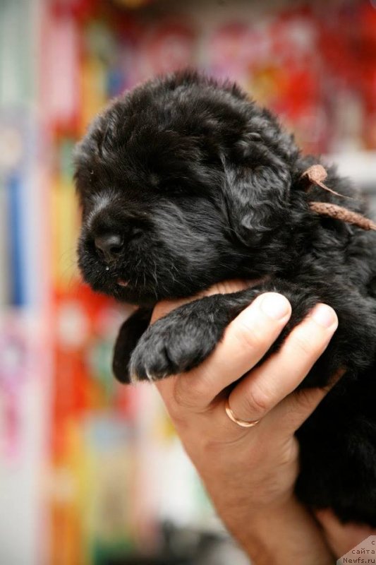 Фото: ньюфаундленд Gipnoz Moon Bear