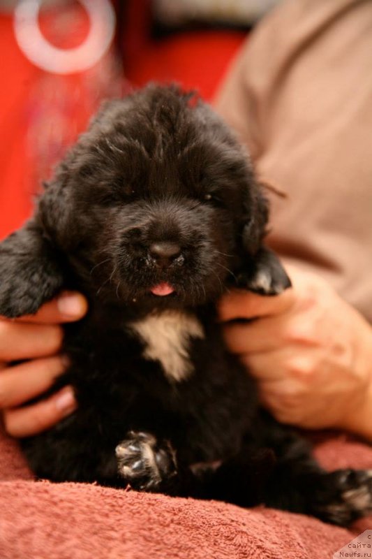 Фото: ньюфаундленд Gipnoz Moon Bear