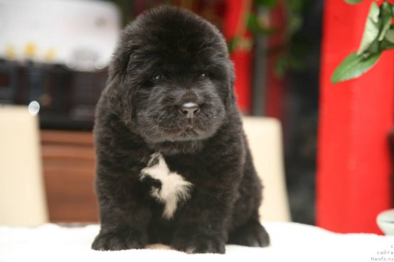 Фото: ньюфаундленд Gipnoz Moon Bear