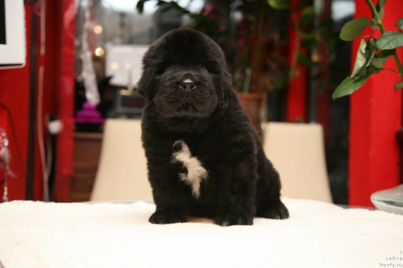 Фото: ньюфаундленд Gipnoz Moon Bear