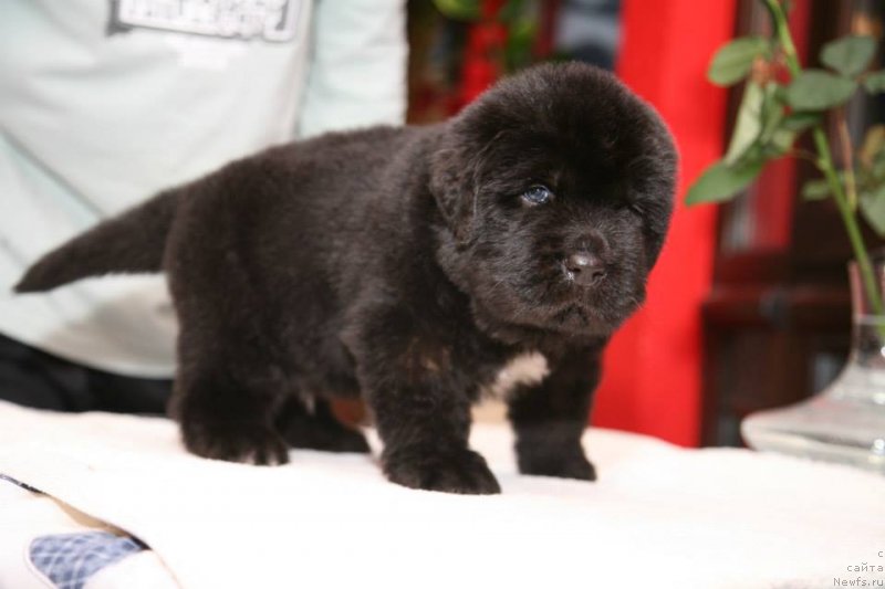 Фото: ньюфаундленд Gipnoz Moon Bear