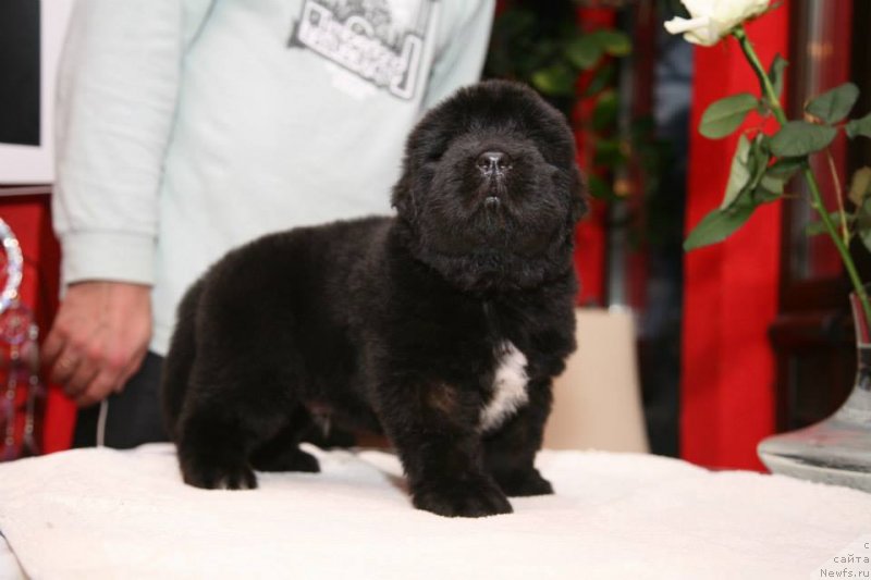 Фото: ньюфаундленд Gipnoz Moon Bear