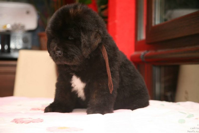 Фото: ньюфаундленд Gipnoz Moon Bear