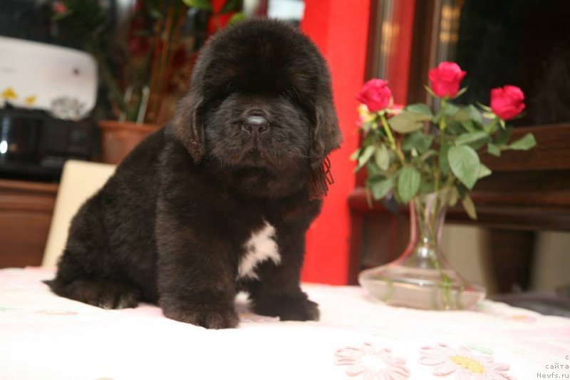 Фото: ньюфаундленд Gipnoz Moon Bear