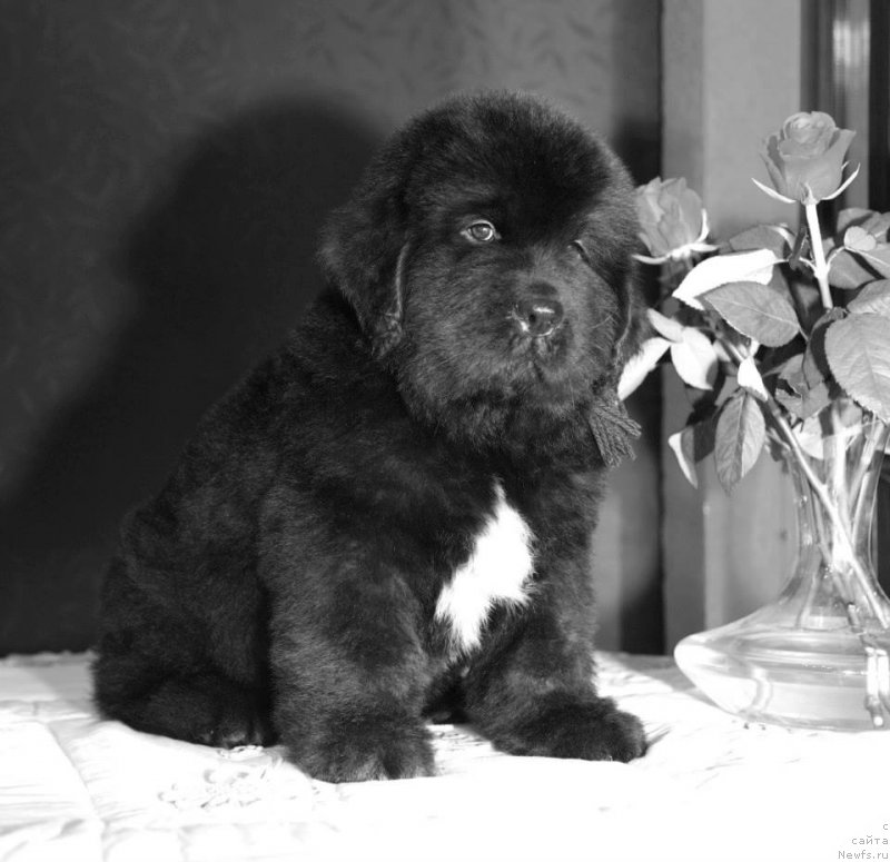 Фото: ньюфаундленд Gipnoz Moon Bear