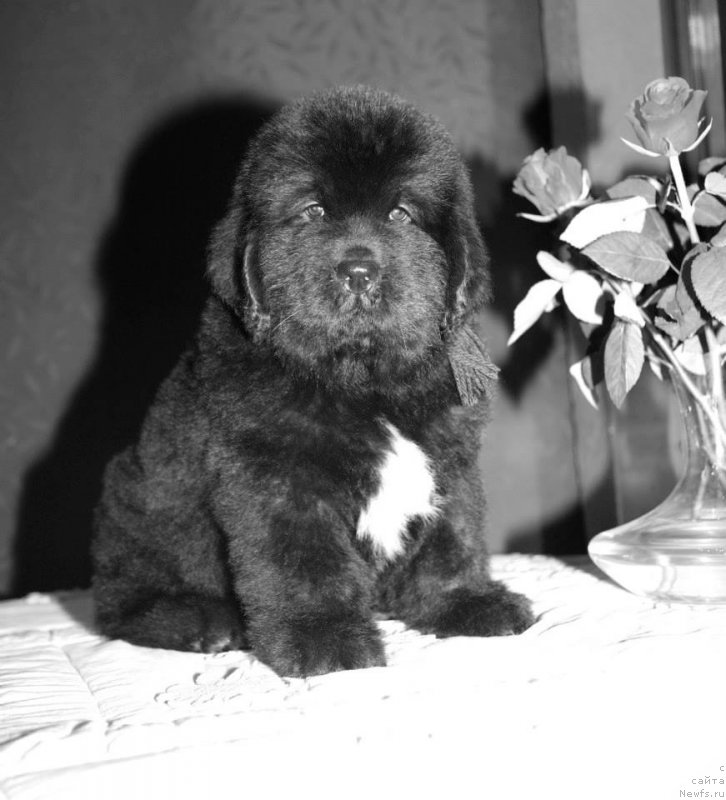 Фото: ньюфаундленд Gipnoz Moon Bear