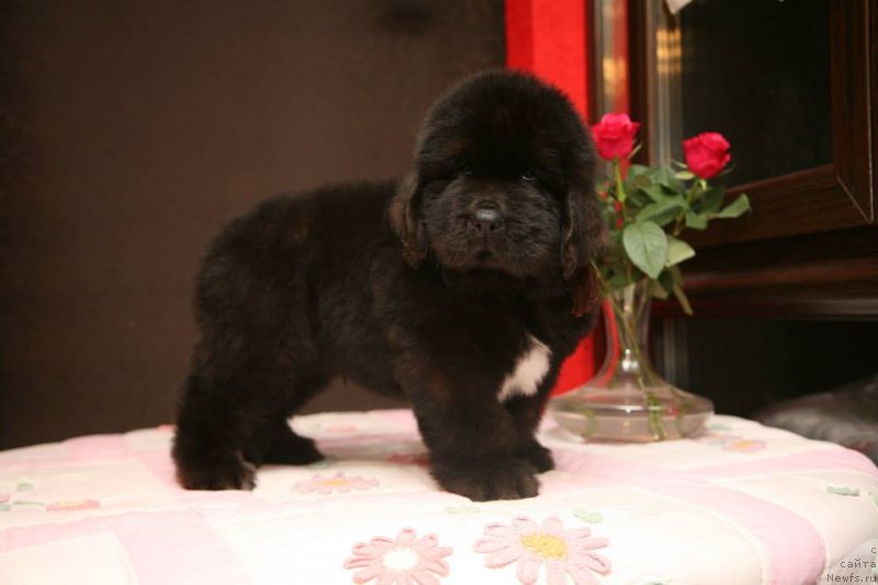 Фото: ньюфаундленд Gipnoz Moon Bear