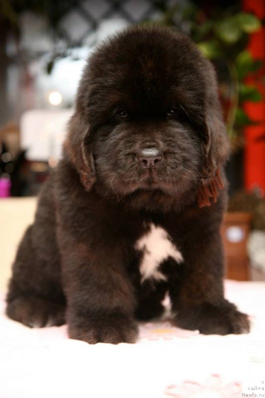 Фото: ньюфаундленд Gipnoz Moon Bear