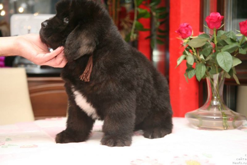 Фото: ньюфаундленд Gipnoz Moon Bear