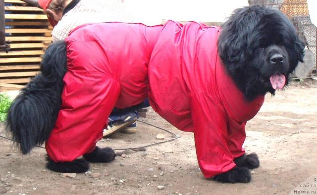 Фото: ньюфаундленд Tsarskiy Roman iz Medvejyego Yara (Царский Роман из Медвежьего Яра)