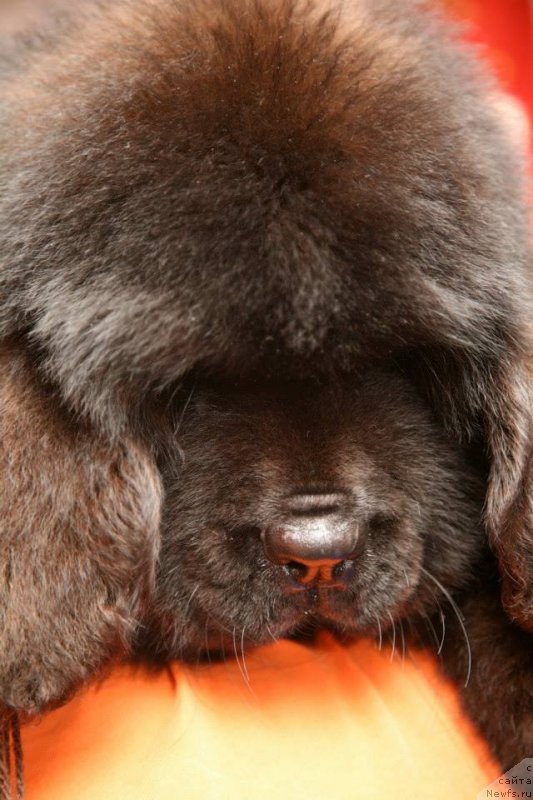 Фото: ньюфаундленд Gipnoz Moon Bear