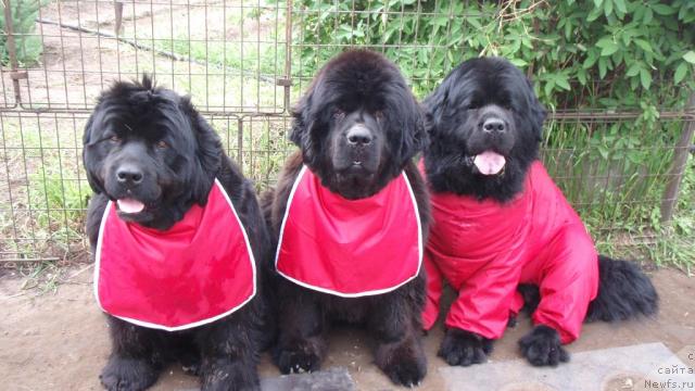 Фото: ньюфаундленд Yunspotid Hay iz Medvejyego Yara (Юнспотид Хай Из Медвежьего Яра), ньюфаундленд Admiration For All iz Medvejyego Yara (Адмирейшен Фор Ол из Медвежьего Яра), ньюфаундленд Tsarskiy Roman iz Medvejyego Yara (Царский Роман из Медвежьего Яра)