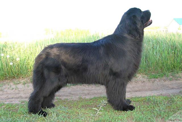 Фото: ньюфаундленд Vikontessa iz Medvejyego Yara (Виконтесса из Медвежьего Яра)