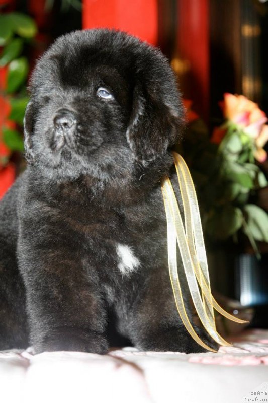 Фото: ньюфаундленд Grazia Moon Bear