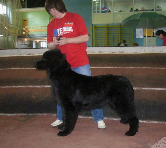 Фото: ньюфаундленд Sent Djons Mulen Ruj (Сент Джонс Мулен Руж)