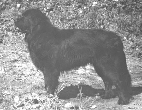 Фото: ньюфаундленд Panda Bey (Панда Бей)